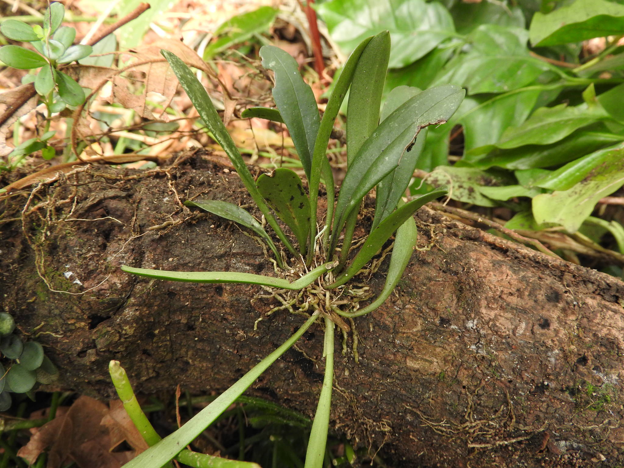 Masdevallia floribunda